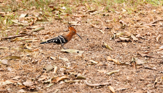 Foto spechtvogel