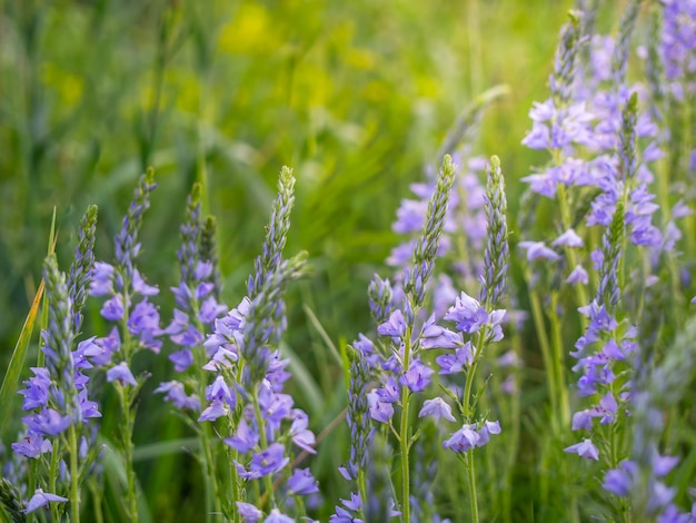 Speedwell-Blüten wachsen auf dem Feld.