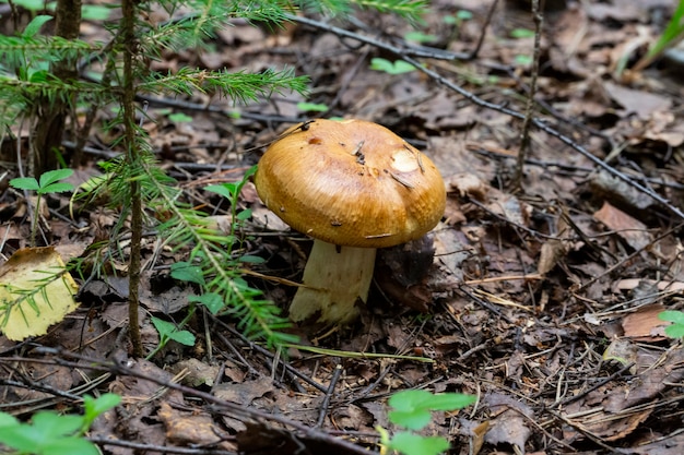 Speisepilz, Valuy lat. Russula foetens. Oktober