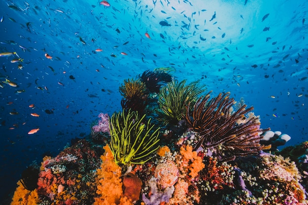 Spektakuläre Seenlandschaft einer tropischen Koralle und Fisch mit Sonnenlicht