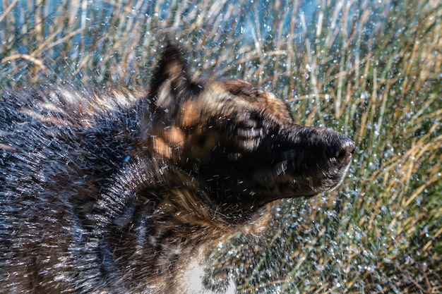 spektakulärer deutscher Schäferhund