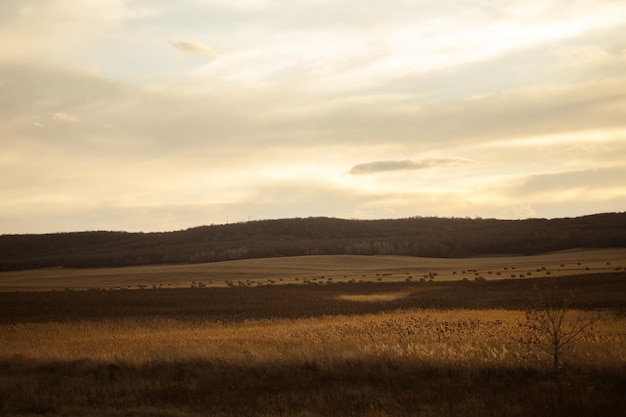 Spektakulärer Hintergrund des offenen Raums mit dunkelgrünem Gras, getrocknet von heißer Sonne und strahlend blauem Himmel mit untergehender Sonne hinter Wolken und Schatten von ihnen auf dem Feld Kopierraum