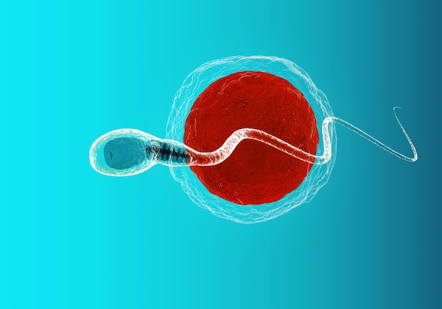 Sperma und Eizelle. 3D-Darstellung. auf blauem Hintergrund mit Farbverlauf