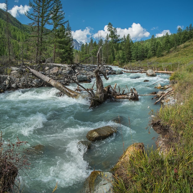 Áspero río de montaña en las montañas de Siberia