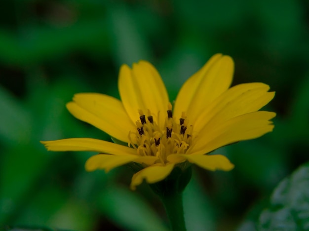 Sphagneticola trilobata oder schöne gelbe Wedelia-Blumen-Blüten