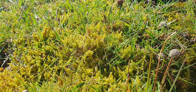 Sphagnum Moss Verdant Carpetes de Beleza Boggy