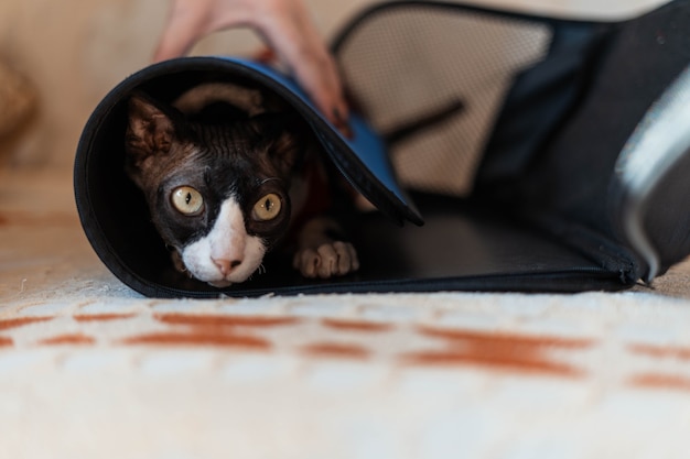 Sphinx Katze sitzt in einer Trage in einer Weihnachtsbluse