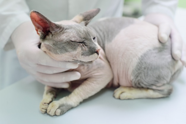 Sphynx bei Untersuchung in einer Tierklinik.