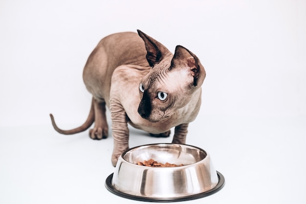 Un Sphynx canadiense de cuerpo entero con ojos azules come alimentos secos y equilibrados. Gato hipoalergénico sin pelo.