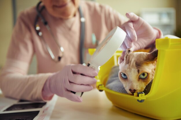 Sphynx Cat na clínica veterinária