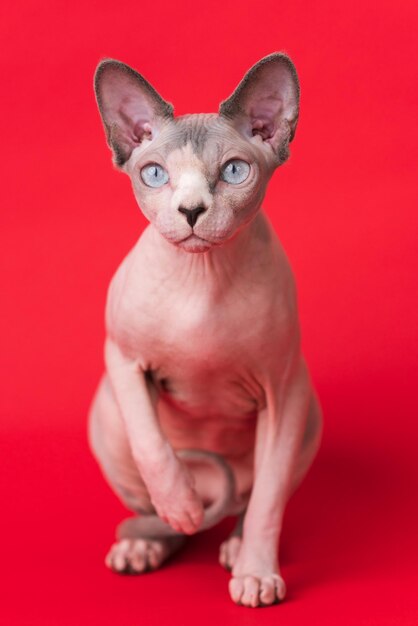 Sphynx Cat vison azul e cor branca e olhos azuis sentado em fundo laranja olhando para a câmera