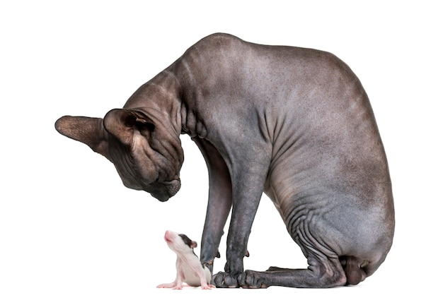 Sphynx, der eine Maus vor einer weißen Wand betrachtet