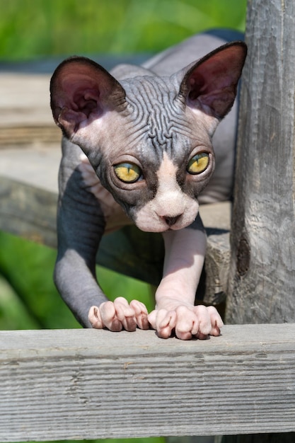 Sphynx gatito valiente acostado sobre tablones de madera muy por encima del suelo en el patio de juegos de criadero al aire libre
