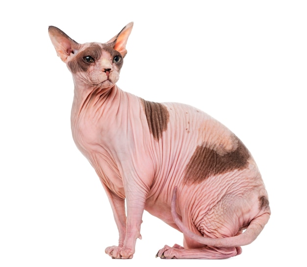 Sphynx gorda e grávida sentada isolada no branco