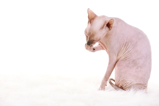 Sphynx haarlose Katze auf Weiß