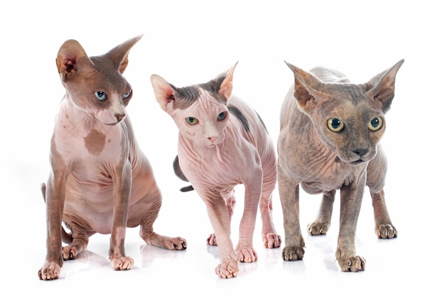 Sphynx haarlose Katzen