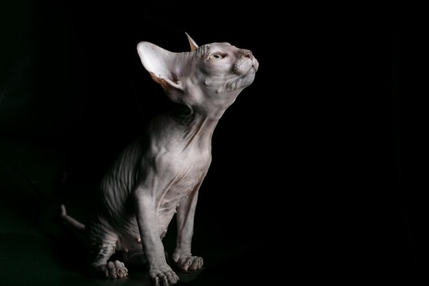 Sphynx-Kätzchen Schöne kahle Katze auf dunklem Hintergrund Ein ungewöhnliches Tier einer seltenen Rasse
