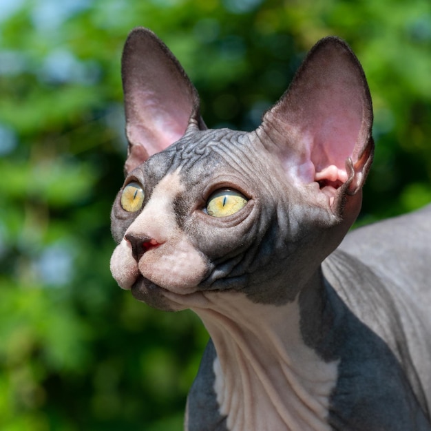 Sphynx-Kätzchen von schwarzer und weißer Farbe sieht angespannt aus, als ob es eine Frage stellen möchte Porträt