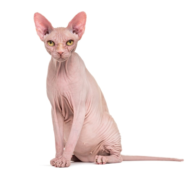 Sphynx Katze isoliert Nahaufnahme