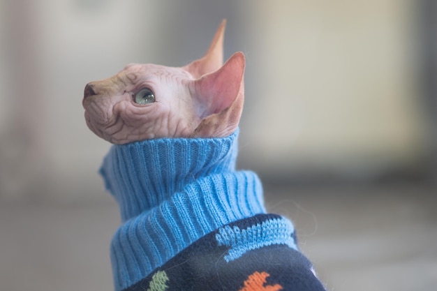 Foto sphynx-katze lustige kanadische sphynx-katze, die unbehaarte katze des sphinx sitzt, benutzen ein hemd