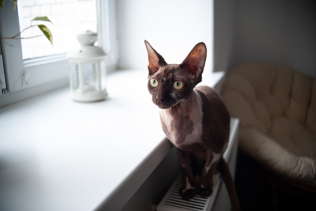 Foto sphynx katze sitzt auf der batterie in der nähe des fensters und wärmt sich auf