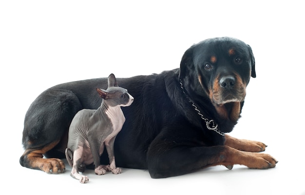 Sphynx Katze und Rottweiler