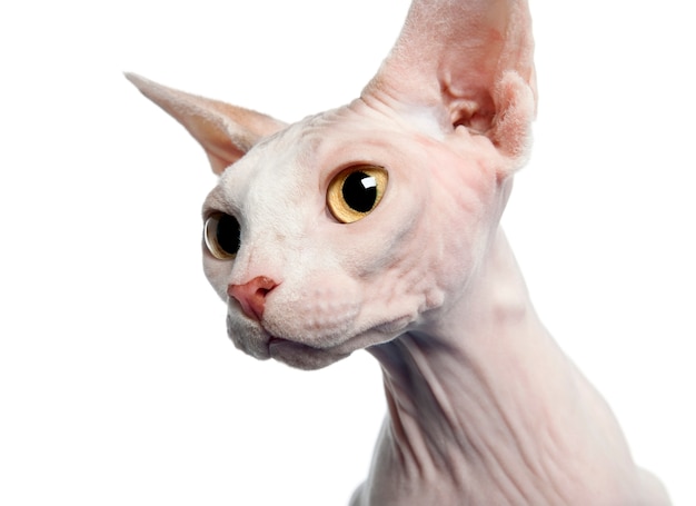 Sphynx-Katze, vor weißem Hintergrund, Studioaufnahme