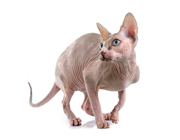 Sphynx sin pelo gato