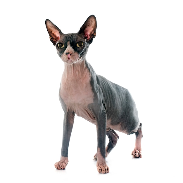 Sphynx sin pelo gato