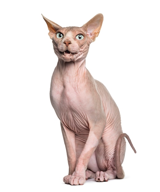 Sphynx sitzt vor einer weißen Wand