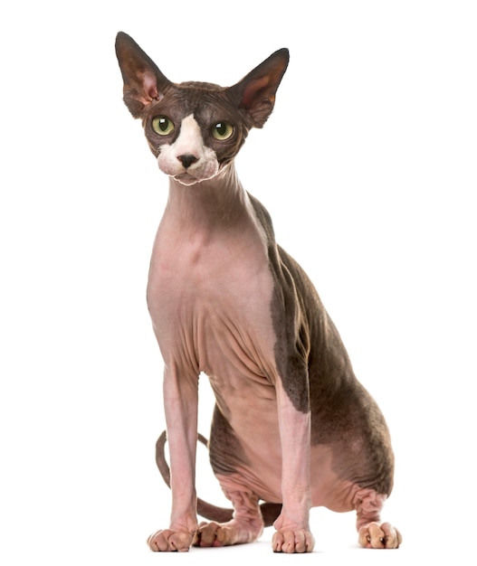 Sphynx sitzt vor einer weißen Wand