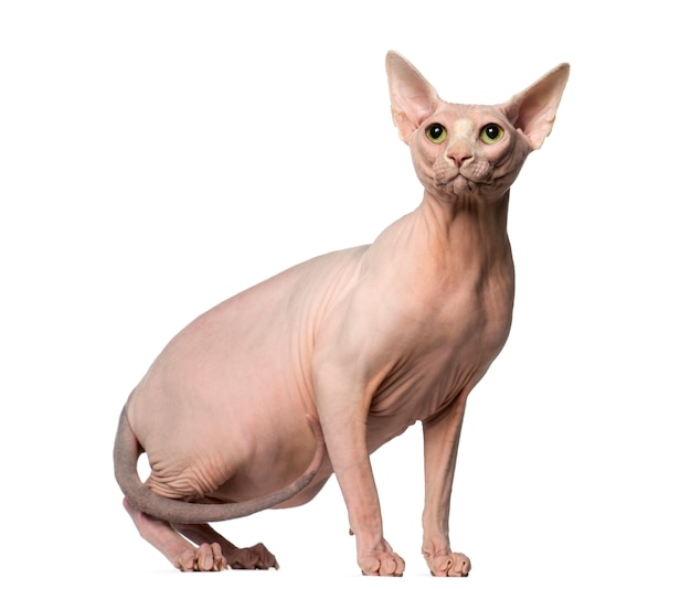 Sphynx sucht isoliert auf Weiß