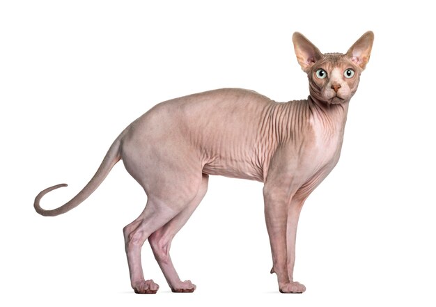 Sphynx vor einer weißen Wand