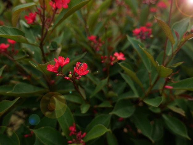 Spicy Jatropha es una planta de la familia Euphorbiaceae es un arbusto bastante alto y escaso Corteza de color marrón gris rojizo marrón ramas a la luz de la mañana en el jardín