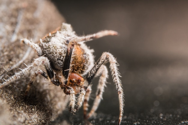 spider bold (realce) aranhas cor de olhos bonitos