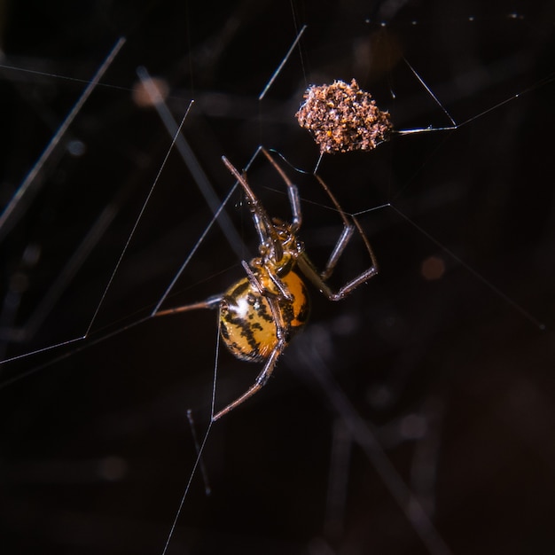 Spider Brown auf Spinnennetz