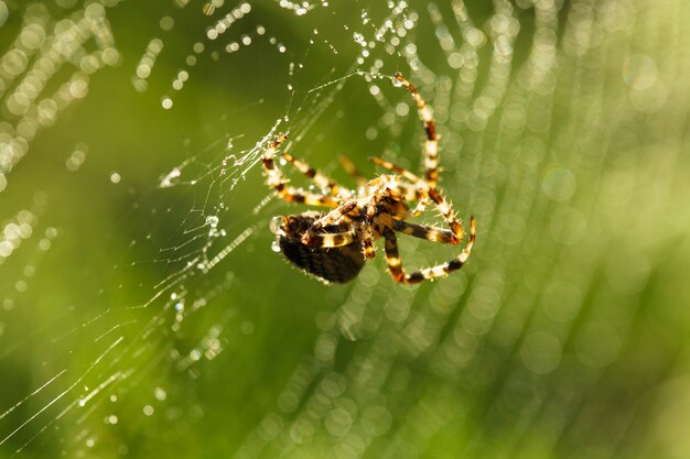 Spider está fazendo a web, visão macro