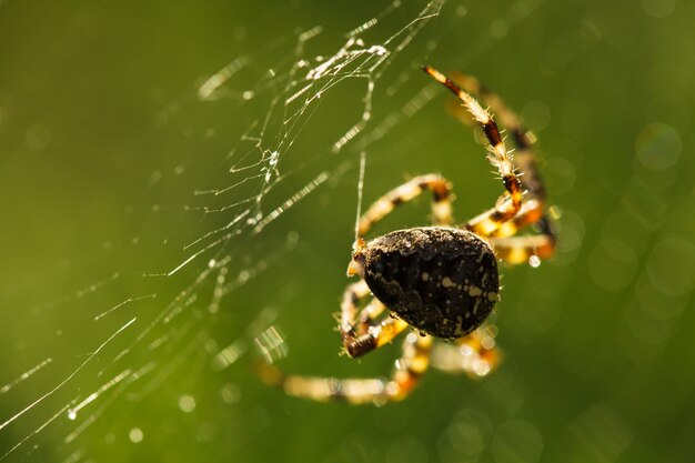 Spider está fazendo a web, visão macro