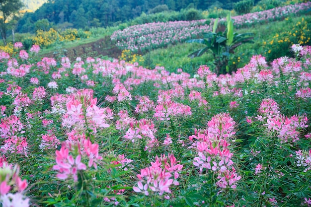 Spider flower