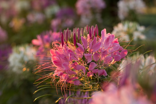 Spider flowers ou CLEOME SPINOSA LINN estão em declaraçao no momento do nascer do sol no outono