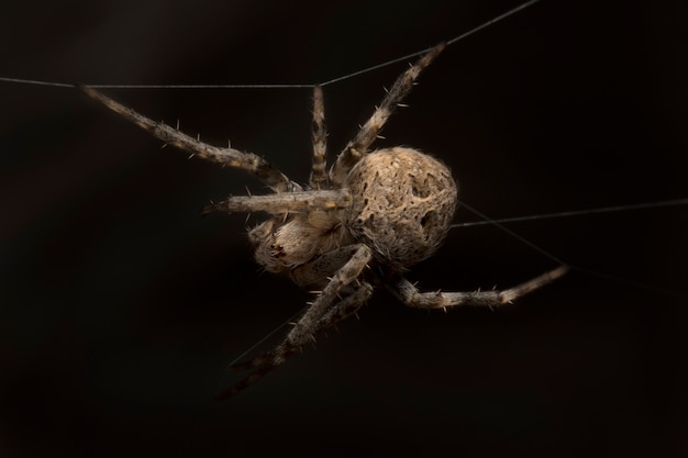 Foto spider garden-spider (lat. araneus)