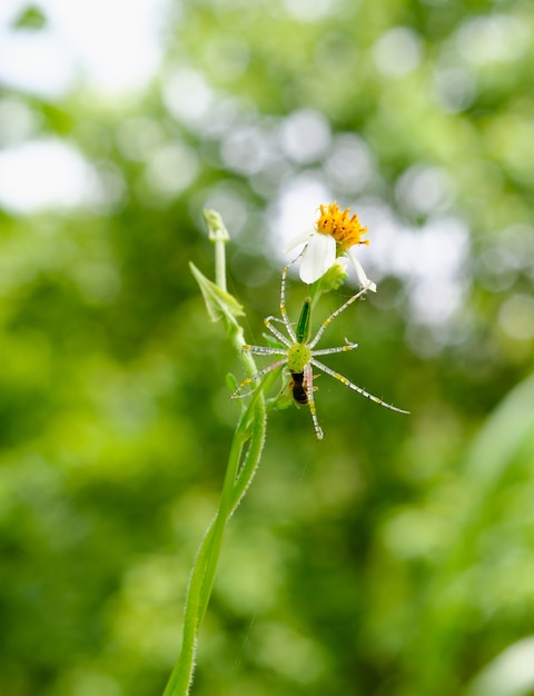 Spider jumping hold on flower eat bug