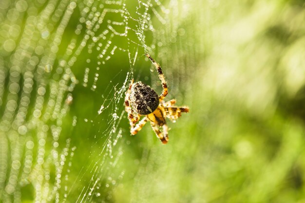 Spider macht das Web, Makroansicht