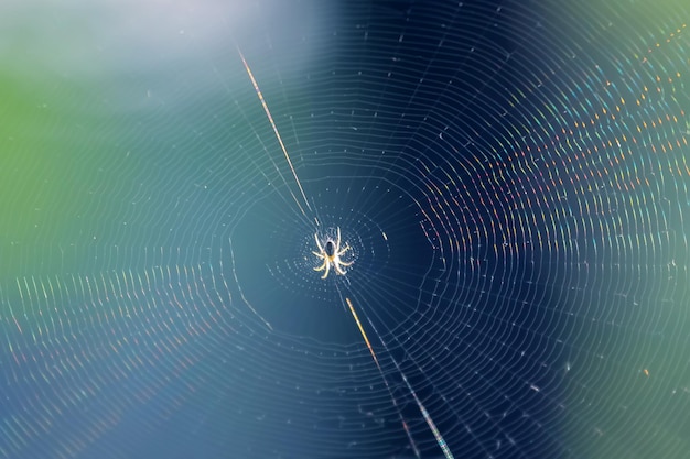 Spider se sienta en el centro de una telaraña tejida