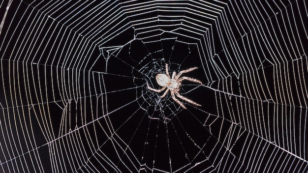 Spider se sienta en la telaraña por la noche. Fondo negro, Sochi