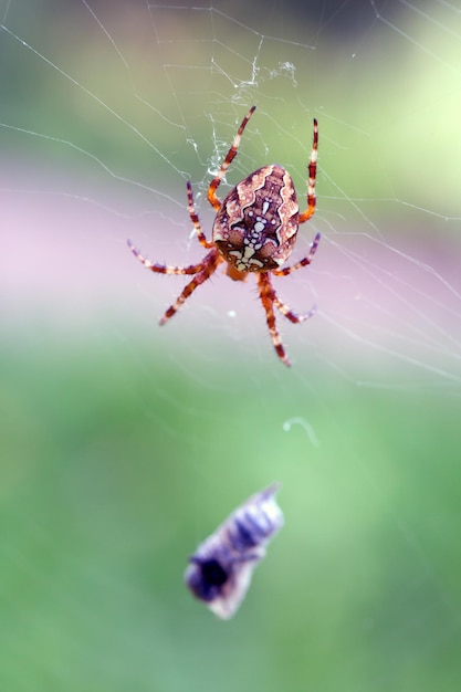 Spidercross com sua presa uma mosca envolta em uma teia animais selvagens