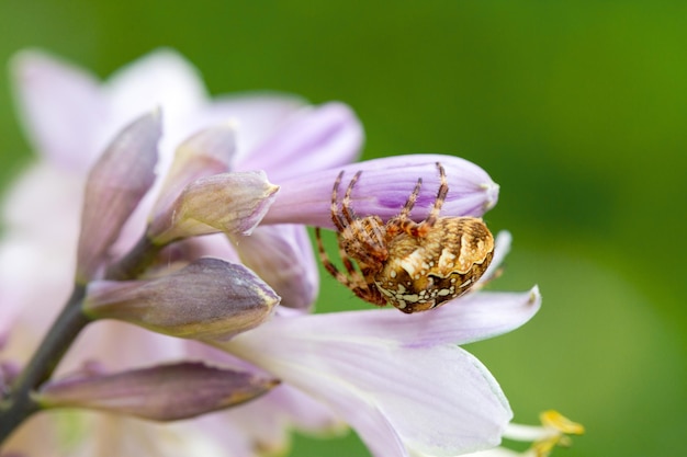 Spidercross en hosta flores animales salvajes