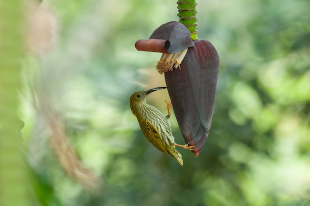 Spiderhunter rayado