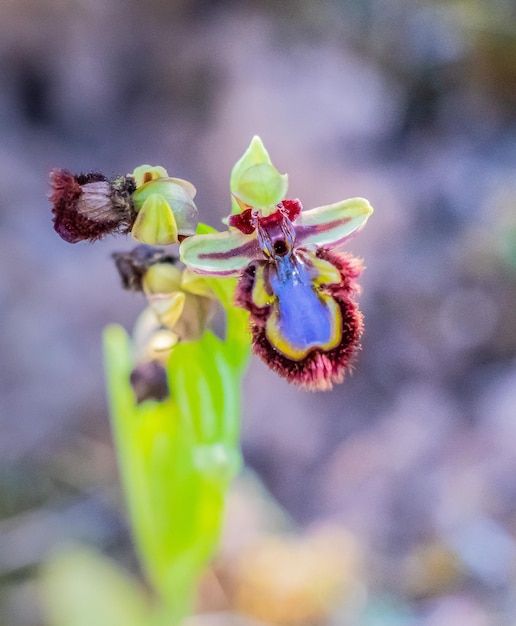 Spiegelorchideenpflanze in freier Wildbahn