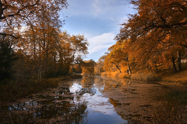 Spiegelung der Bäume im See gegen den Himmel